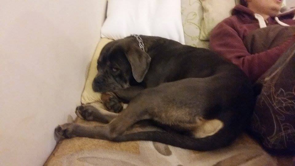 Madi dochodzi już do siebie po sterylce